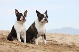 BOSTON TERRIER 420